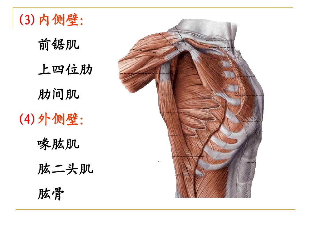 肱二头肌是器官吗_肱二头肌是器官吗_肱二头肌是器官吗