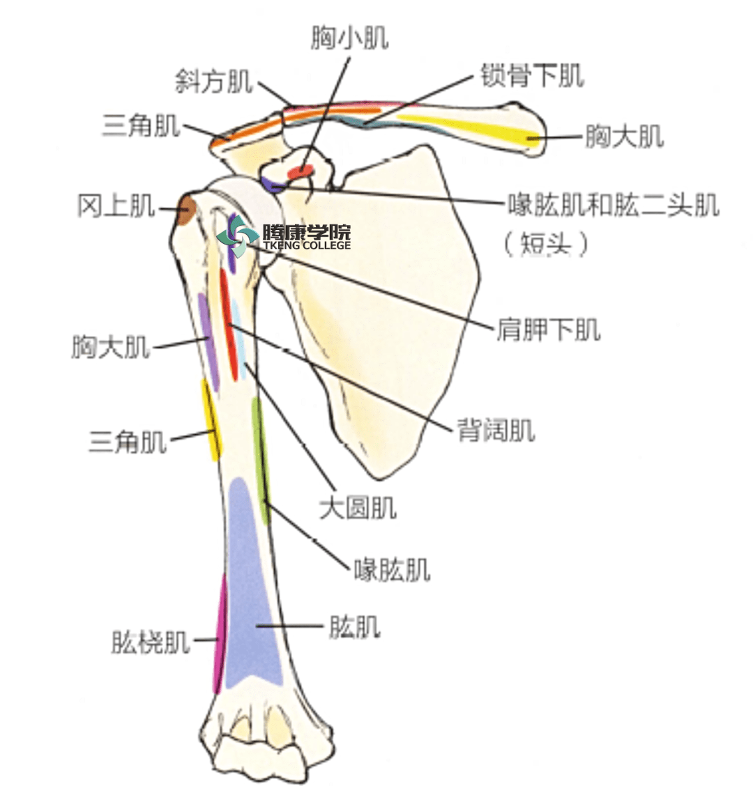 肱二头肌是器官吗_肱二头肌是器官吗_肱二头肌是器官吗