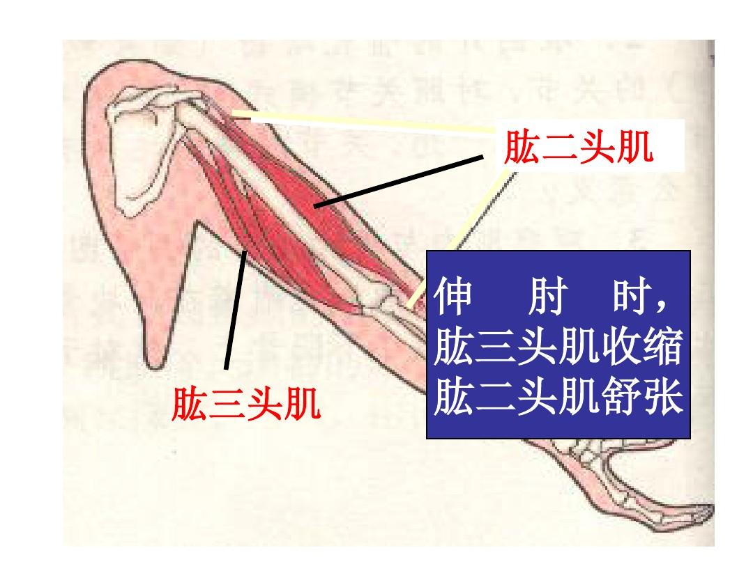 肱二头肌是器官吗_肱二头肌是器官吗_肱二头肌是器官吗