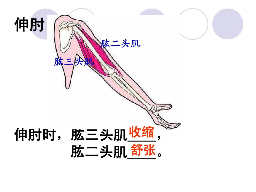 肱二头肌是器官吗_肱二头肌是器官吗_肱二头肌是器官吗