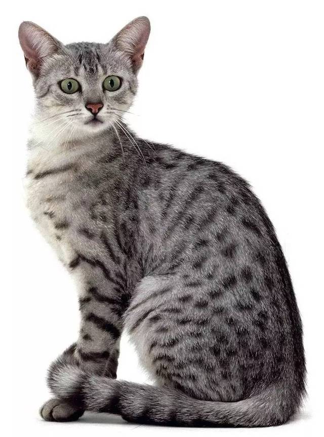 三角猫_三角猫与三角烧_三角猫打一肖