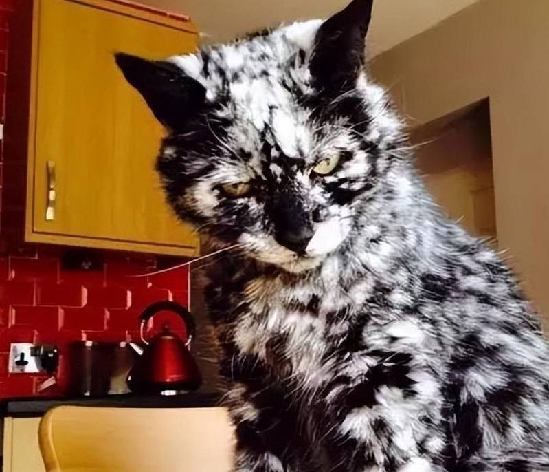 三角猫_三角猫与三角烧_三角猫打一肖