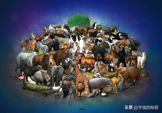 正确答案是什么动物_动物是哪种_哪个是动物