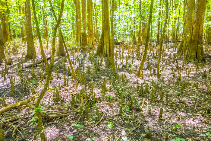 赞加沼泽_赞加沼泽_赞加沼泽