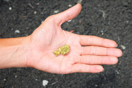 矿里的老鼠_猫和老鼠黄金矿工_地下矿工老鼠纽带