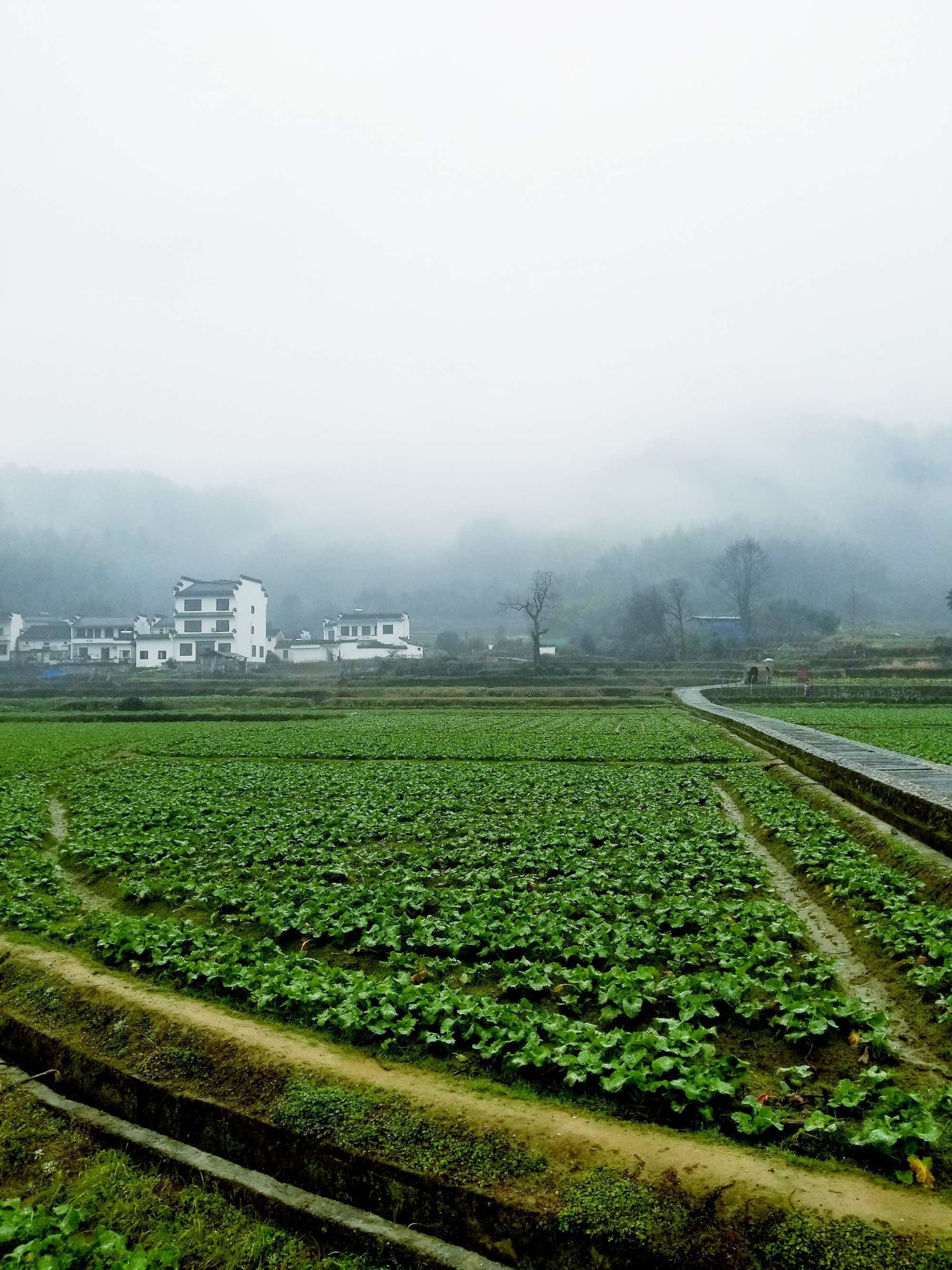 桑竹之属的之什么意思_桑竹_桑竹之属的属什么读音