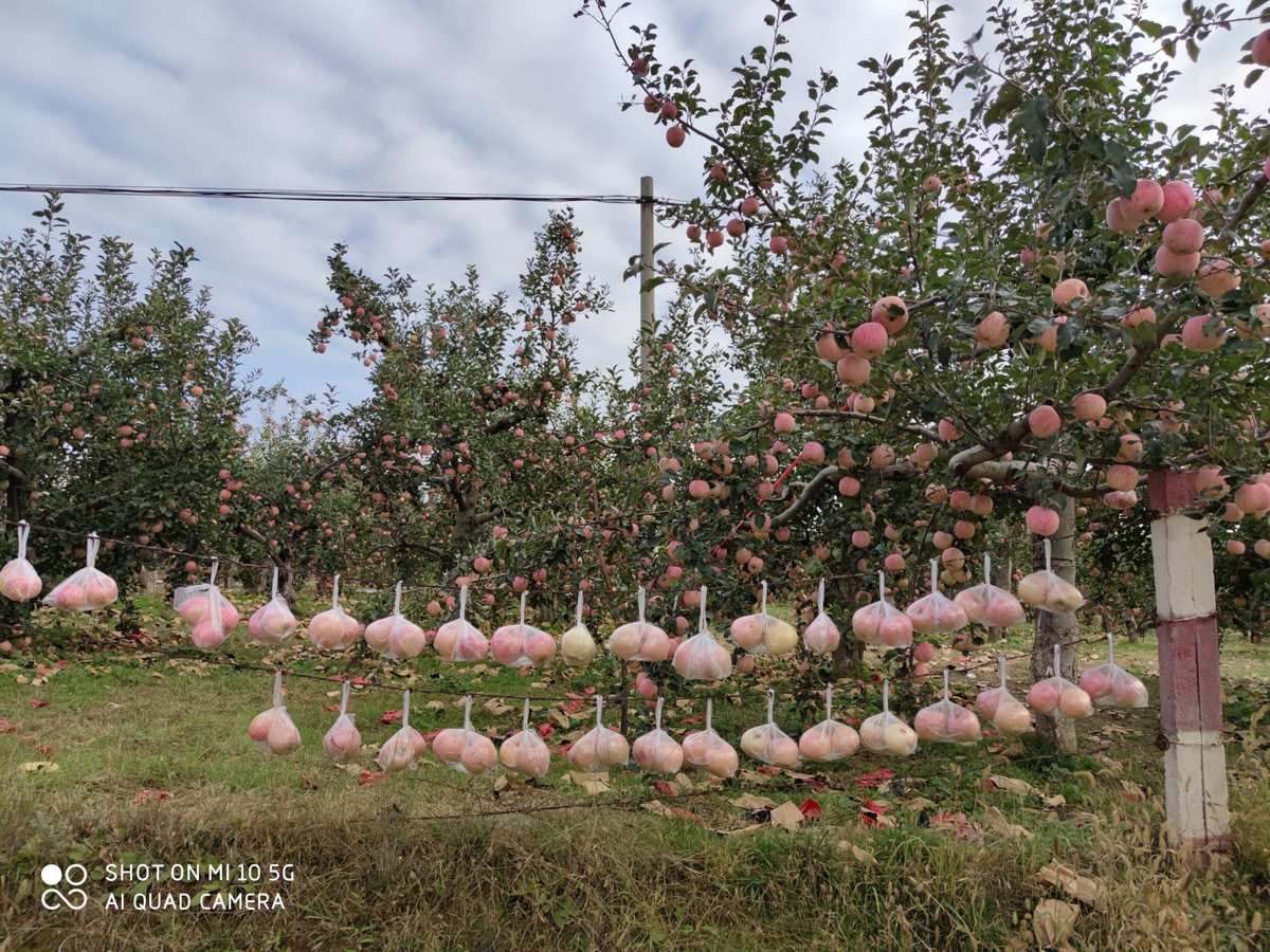 iphone世界_苹果在世界排第几名_我的世界苹果怎么得