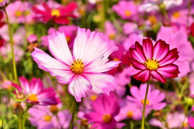 花葵_葵花图片_葵夏葵なつ种子