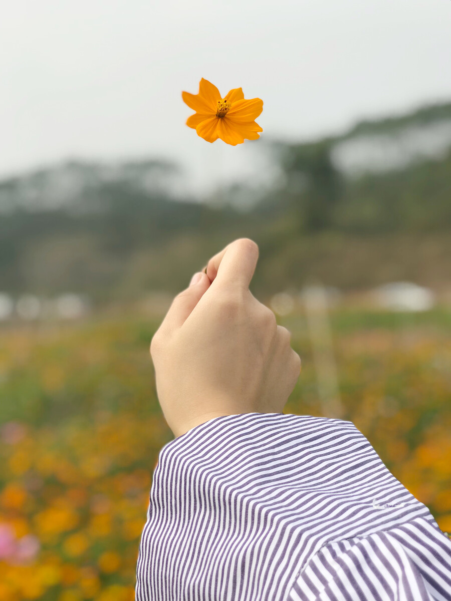 葵花图片_花葵_葵夏葵なつ种子