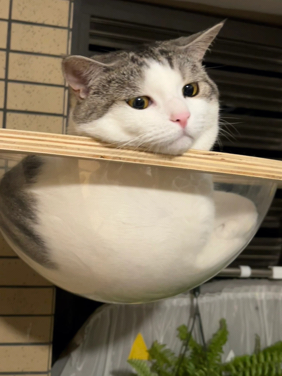 猫九_萨凡纳猫薮猫草原猫_鼠猫——似猫非猫