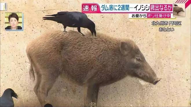 饥荒猪皮怎么获得_饥荒获得猪皮的方法_饥荒猪皮帽