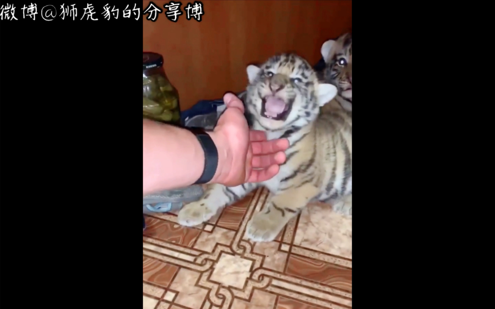 骚虎视频网_骚虎视频网_骚虎视频网