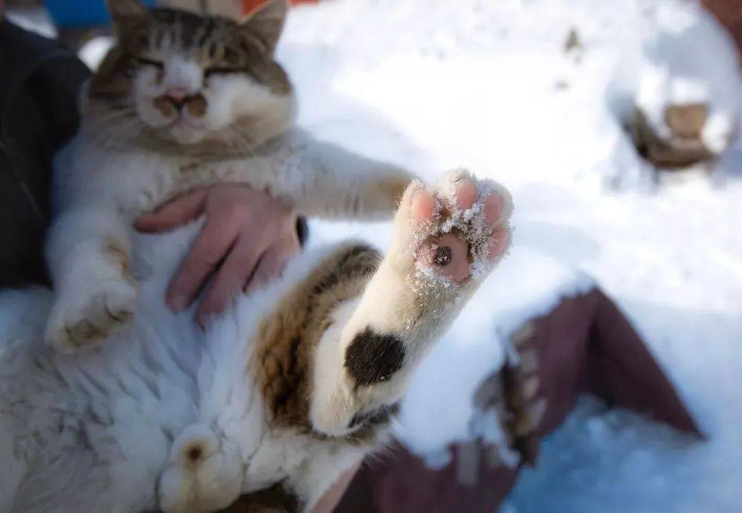 泡泡猫_泡泡猫咪_泡泡猫图片