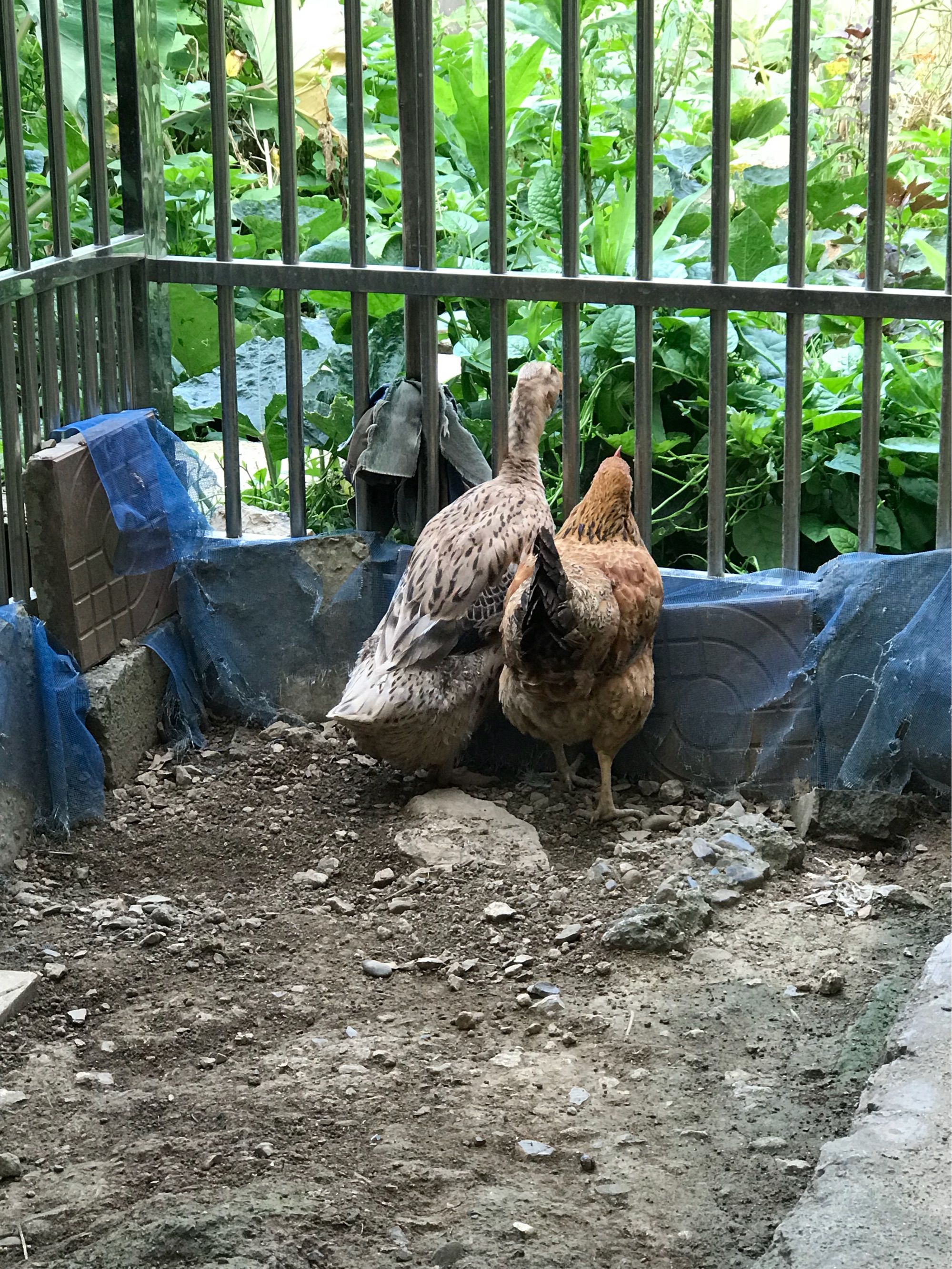 鸡鸭兄弟_兄弟烤鸭烤鸡怎么样_鸡鸭兄弟1第二关怎么过关