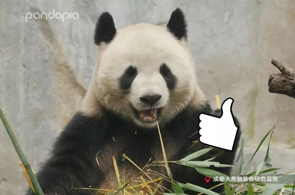 视频看一会就自动黑屏怎么回事_看视频app_视频看不了怎么解决