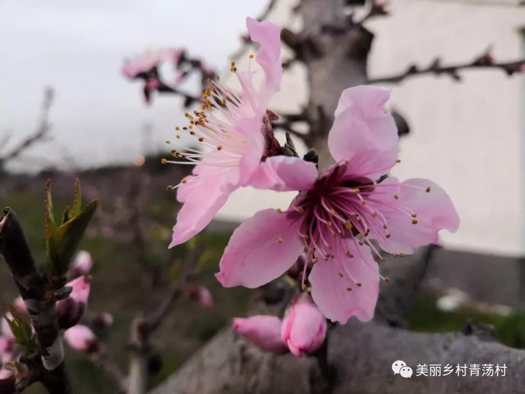 桃源人家_桃源盛世桃源_桃源盛世桃源小区死人