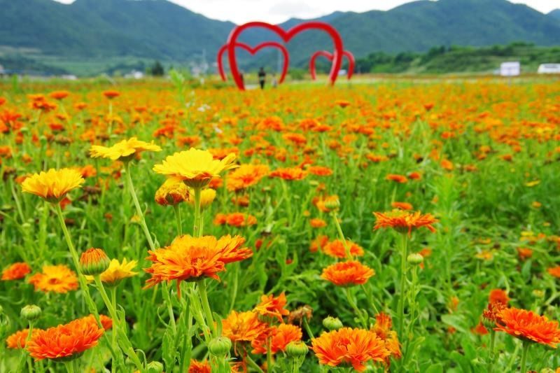 伊田园_田园伊始_伊伊