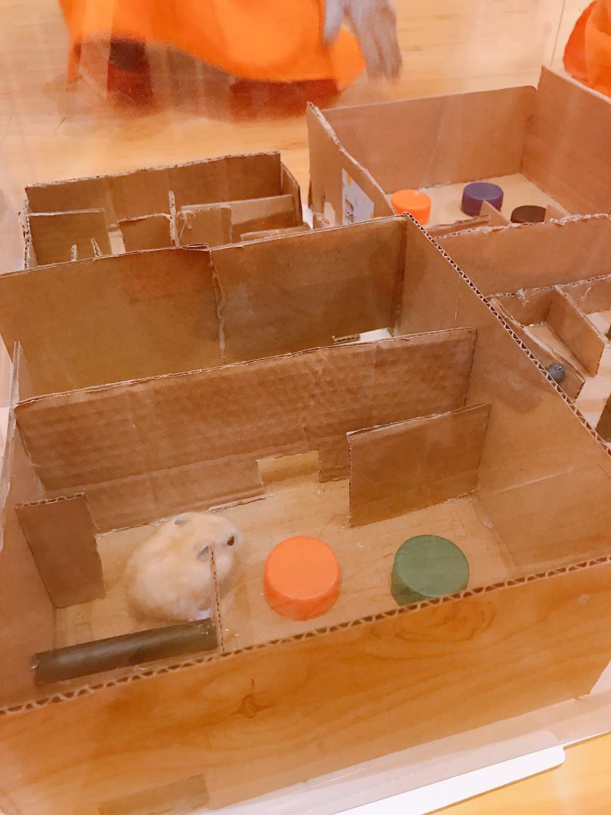 仓鼠迷宫_迷宫仓鼠迷宫_迷宫仓鼠笼