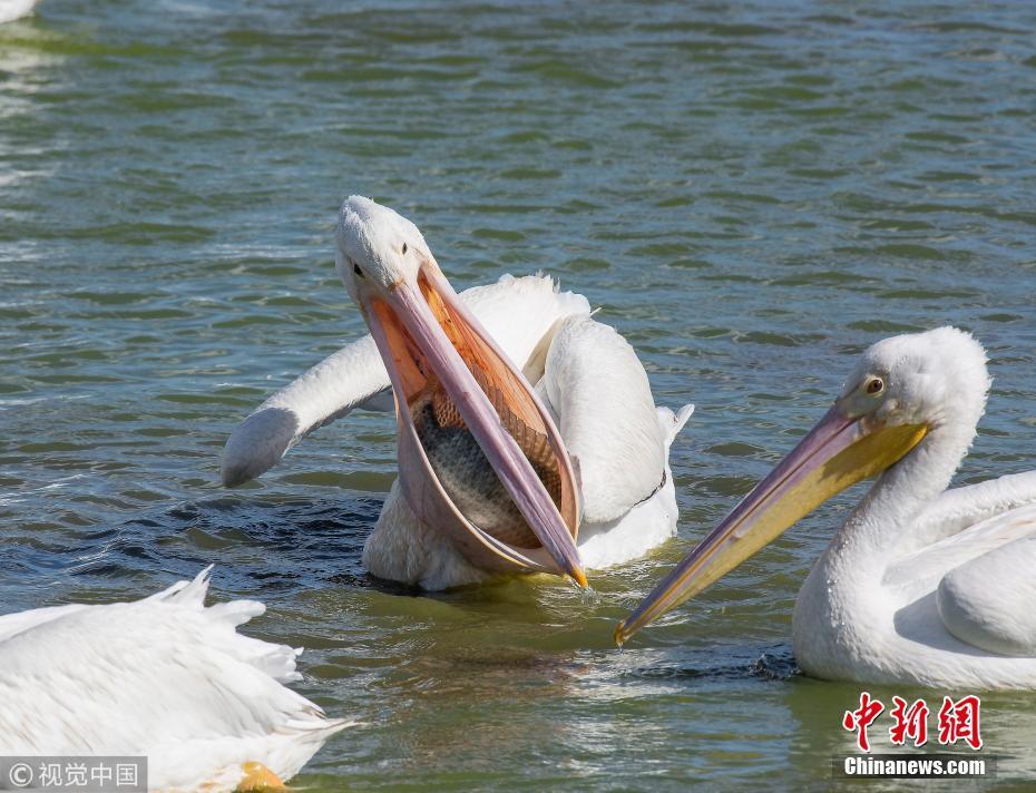 宽咽鱼_宽咽鱼_宽咽鱼