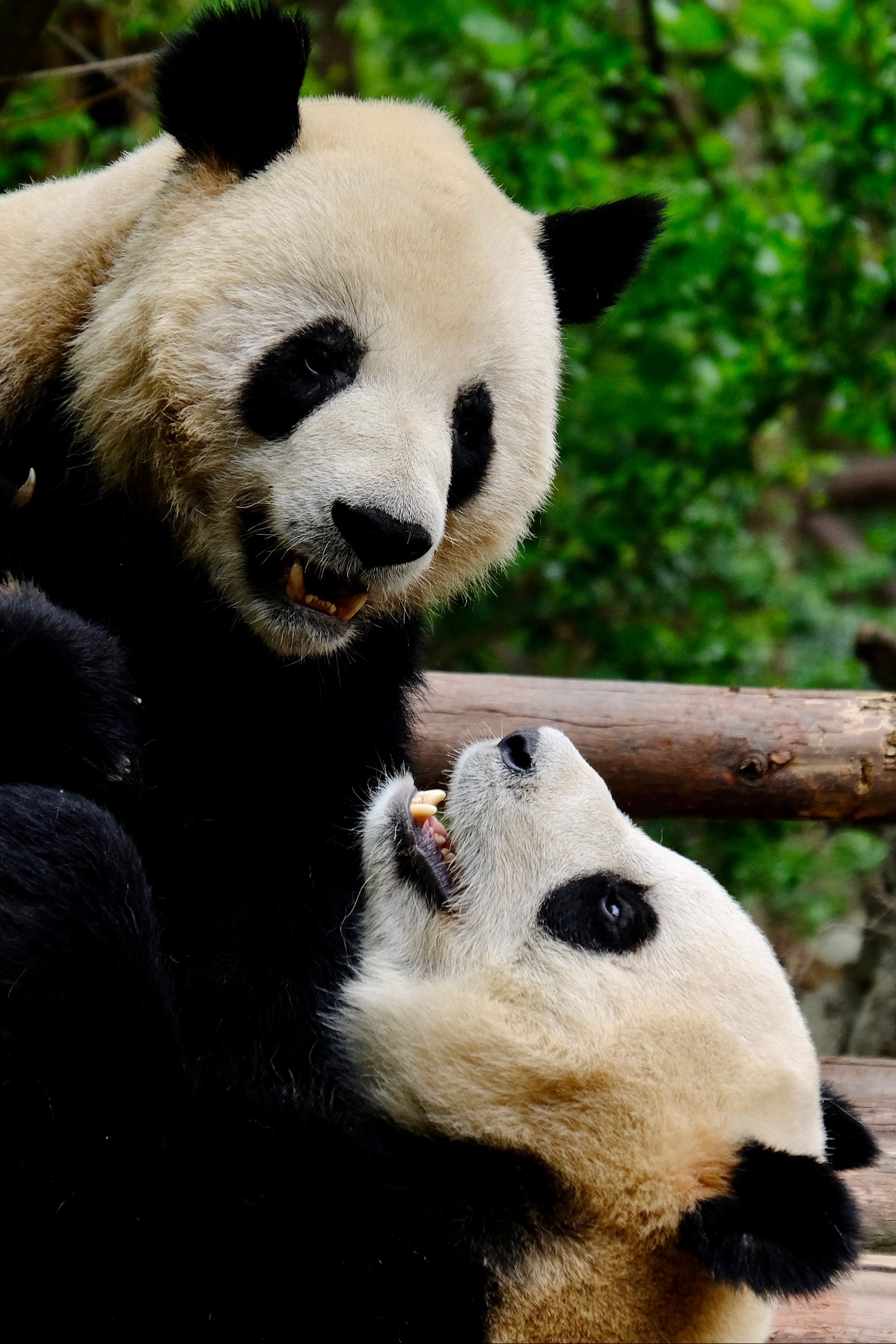 熊猫科属于小型动物吗_小熊猫属于哪个科_熊猫科属于什么科