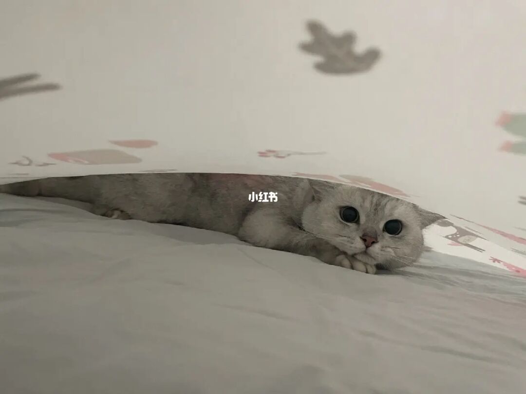 小猫咪玩游戏_给小猫玩的手机游戏_小猫玩手机游戏怎么玩