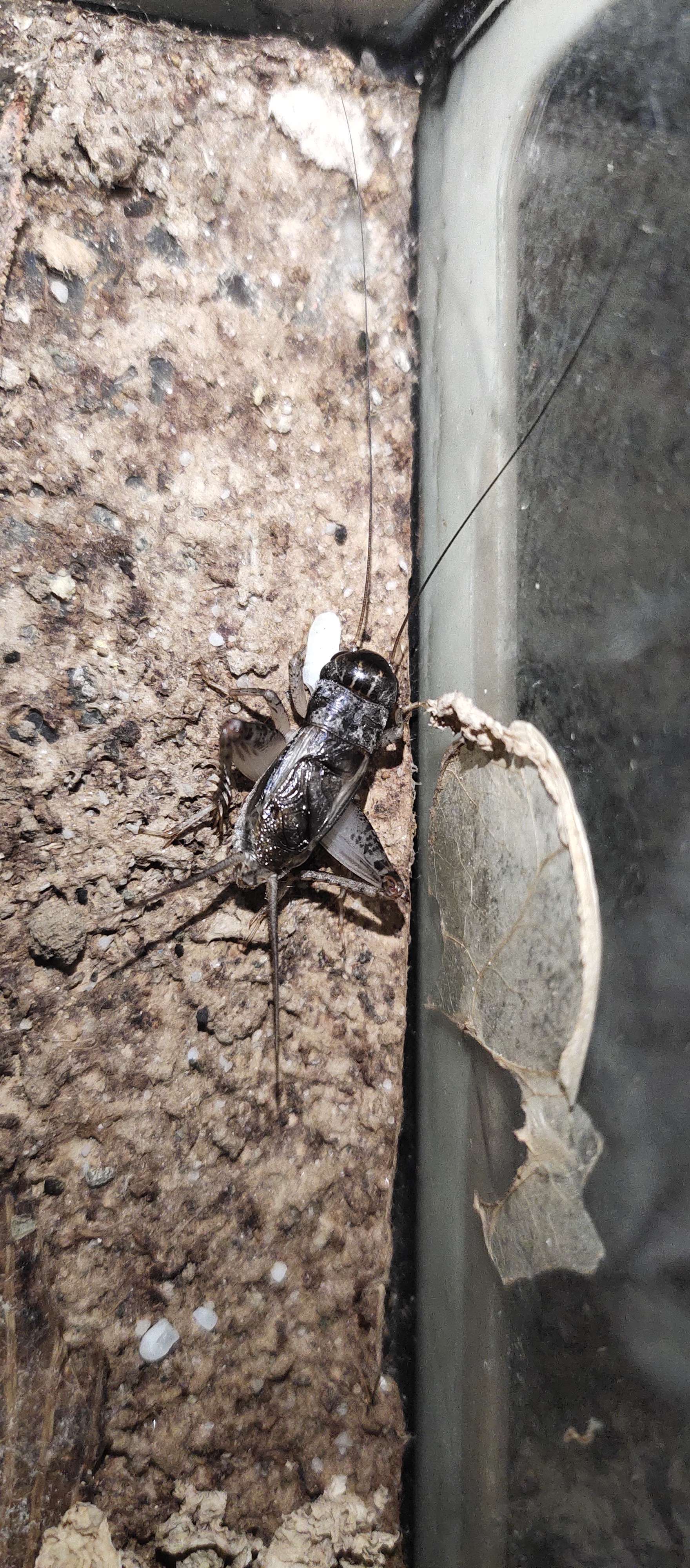 蛐蛐钢琴网安卓手机版_疯狂斗蛐蛐小游戏手机版_疯狂的蟋蟀