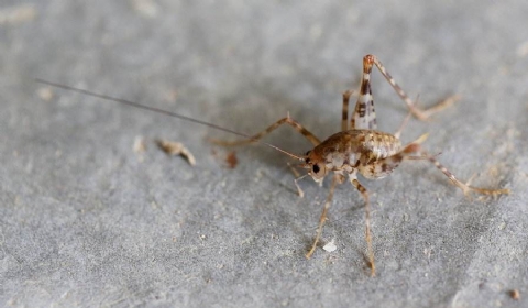 疯狂的蟋蟀_蛐蛐钢琴网安卓手机版_疯狂斗蛐蛐小游戏手机版