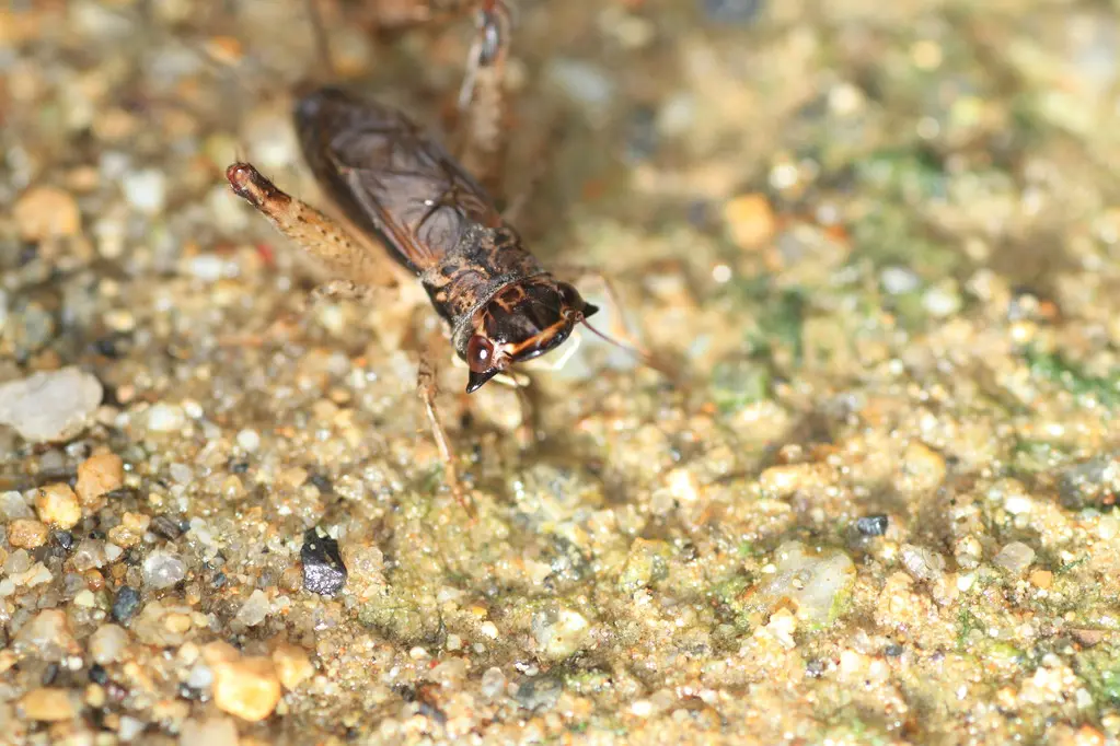疯狂的蟋蟀_蛐蛐钢琴网安卓手机版_疯狂斗蛐蛐小游戏手机版
