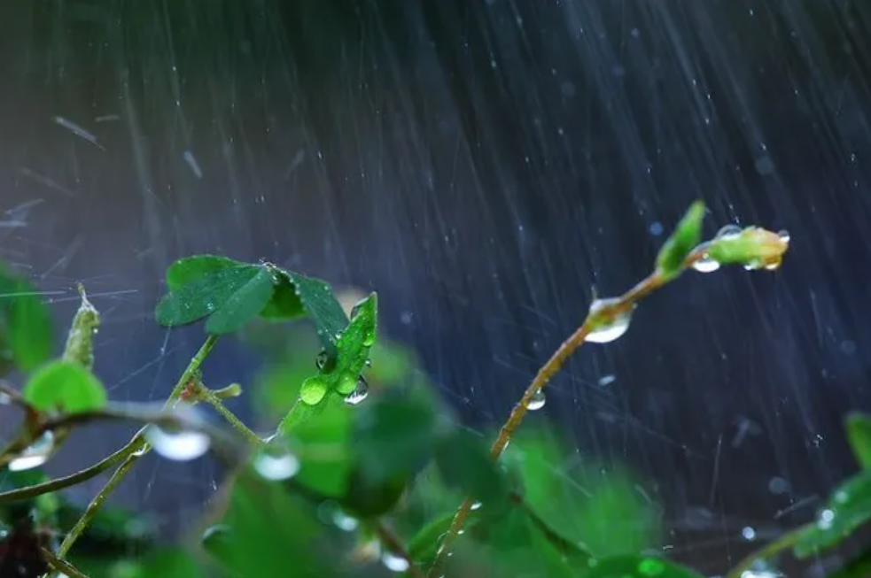 瓜女无雨什么意思_雨女无瓜_雨女无瓜怎么接下一句