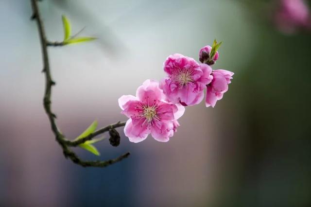 三月七_三月初三是什么日子_三月英语