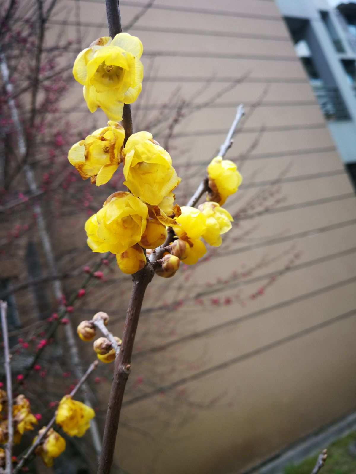 黄梅时节下一句是什么_黄梅时节是哪个地区特有的特征_黄梅时节是什么季节?