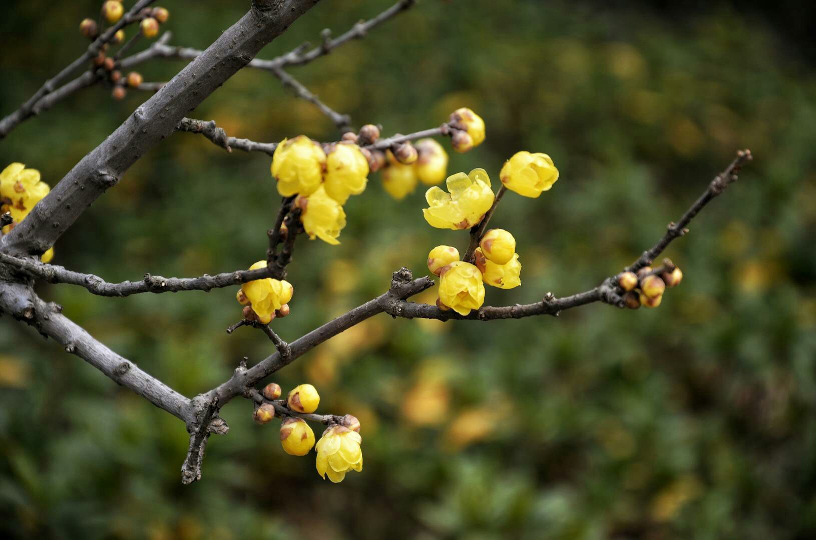 黄梅时节是什么季节?_黄梅时节下一句是什么_黄梅时节是哪个地区特有的特征