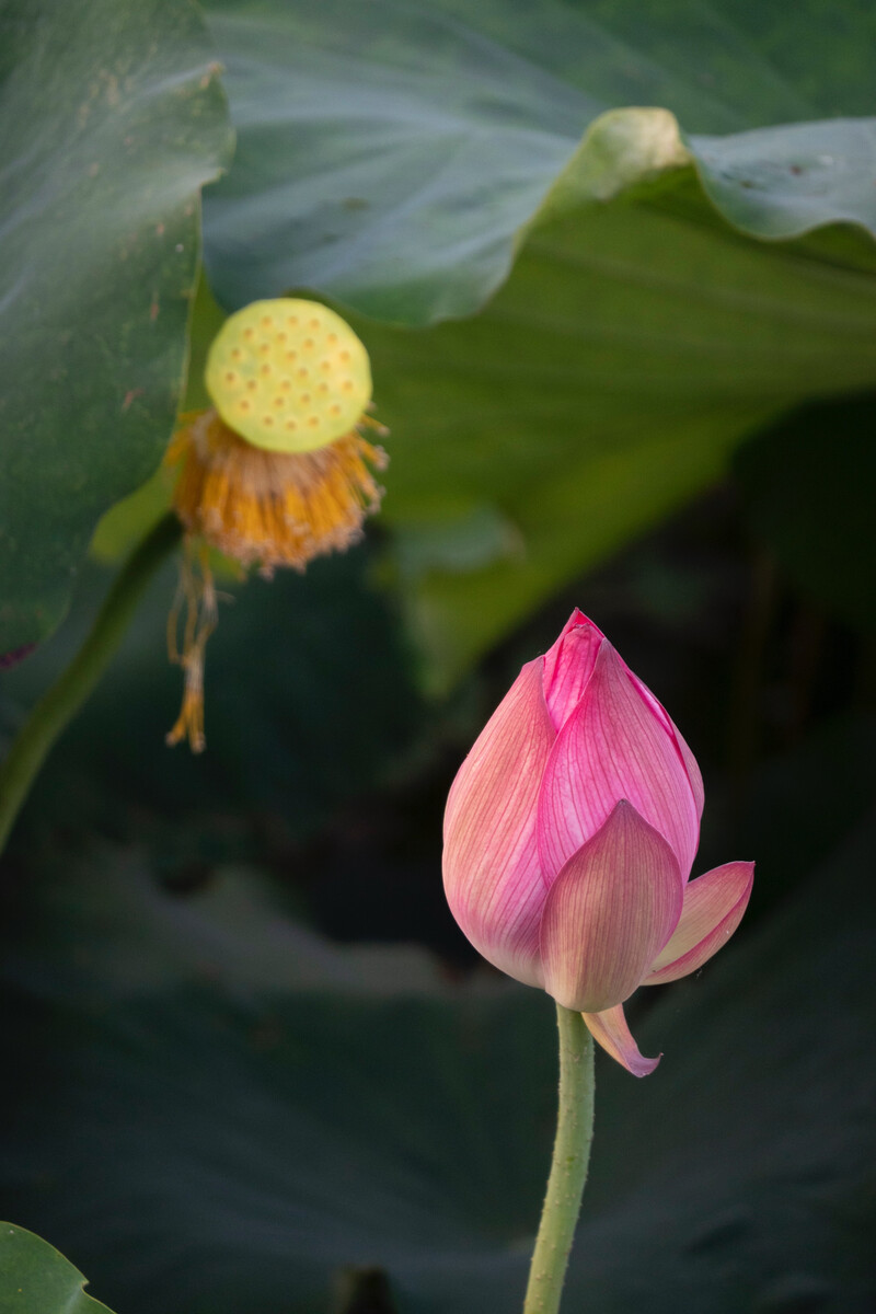 竹花的功效与作用图片_竹之花_竹花菌