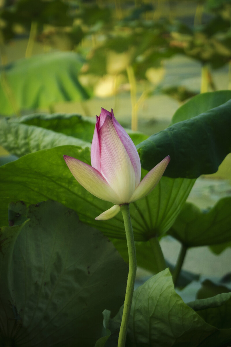 竹之花_竹花的功效与作用图片_竹花菌