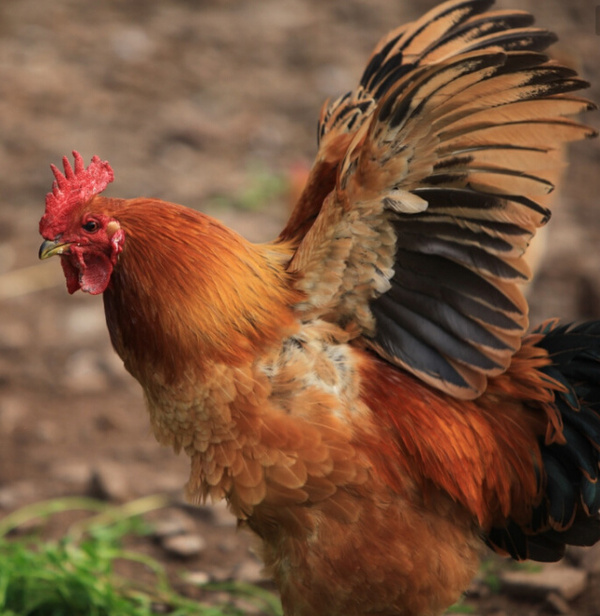 手游吃鸡类_吃鸡和手机游戏哪个好_手机吃鸡类游戏