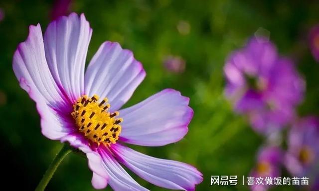 五条悟_悟条五头像_悟条五
