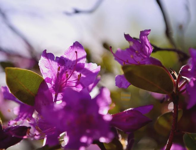 仲春时节的意思_仲春时节古诗词_仲春时节