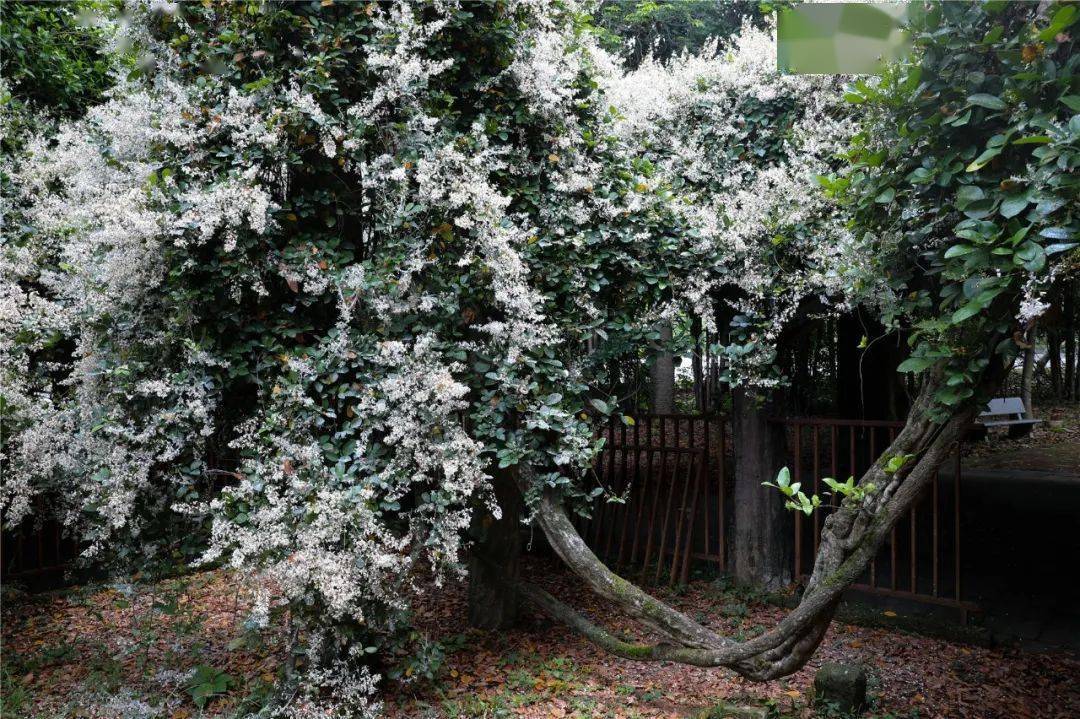 白音华贴吧_真白花音中之人_白音花和白音华