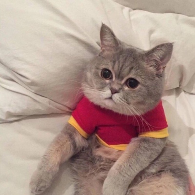 头像猫咪可爱大全图片真人_头像猫咪可爱大全图片卡通_猫咪图片大全可爱头像