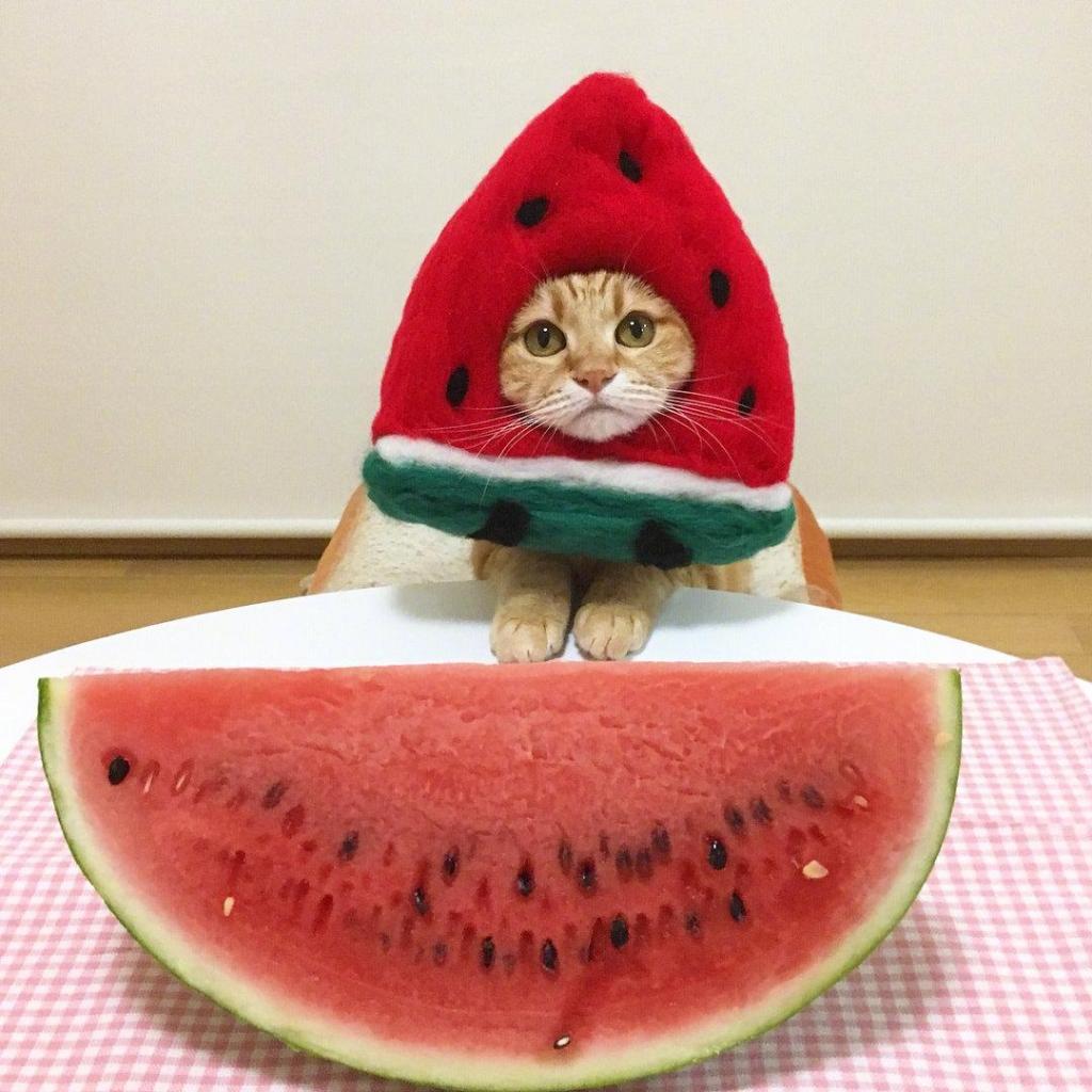 头像猫咪可爱大全图片真人_猫咪图片大全可爱头像_头像猫咪可爱大全图片卡通