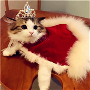 头像猫咪可爱大全图片卡通_头像猫咪可爱大全图片真人_猫咪图片大全可爱头像