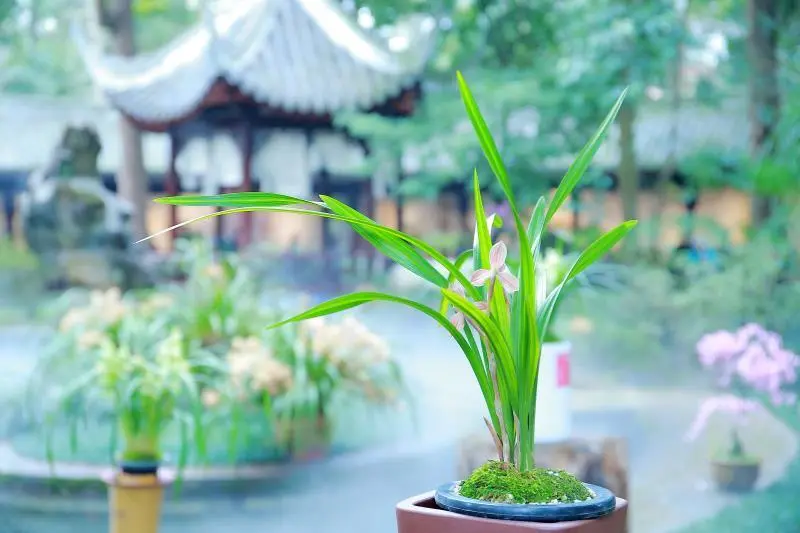 千代兰_千代兰_千代兰