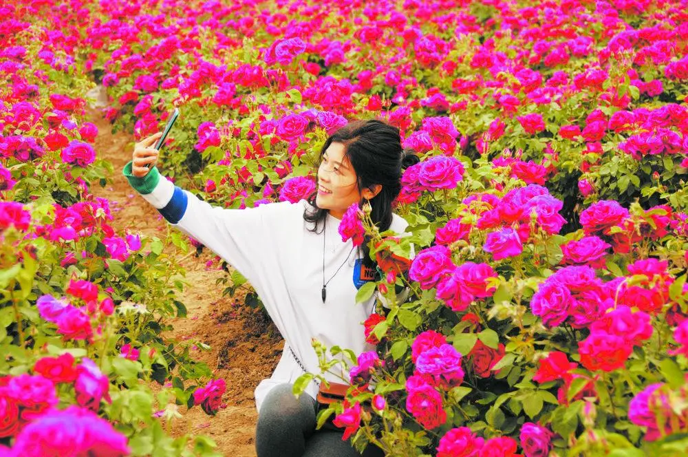 精灵玫瑰花怎么钩视频教程_玫瑰精灵_精灵玫瑰沉香