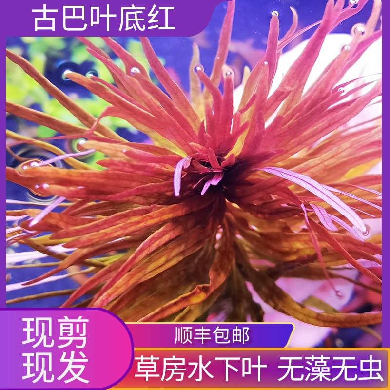 古巴手机游戏_古巴手机游戏有哪些_古巴手机游戏排行榜