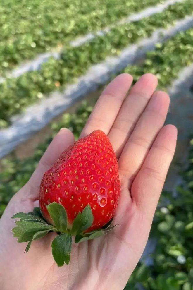 查理的农场解说_查理的农场_查理的农场手机