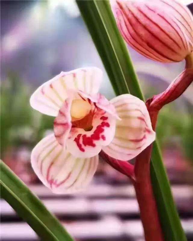 夜影龙葵值得买吗_夜影龙葵_夜影龙葵有什么用