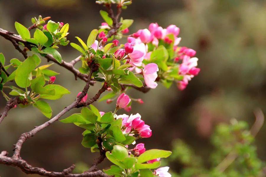 谷雨是什么月_谷雨是几月_谷雨谷什么意思