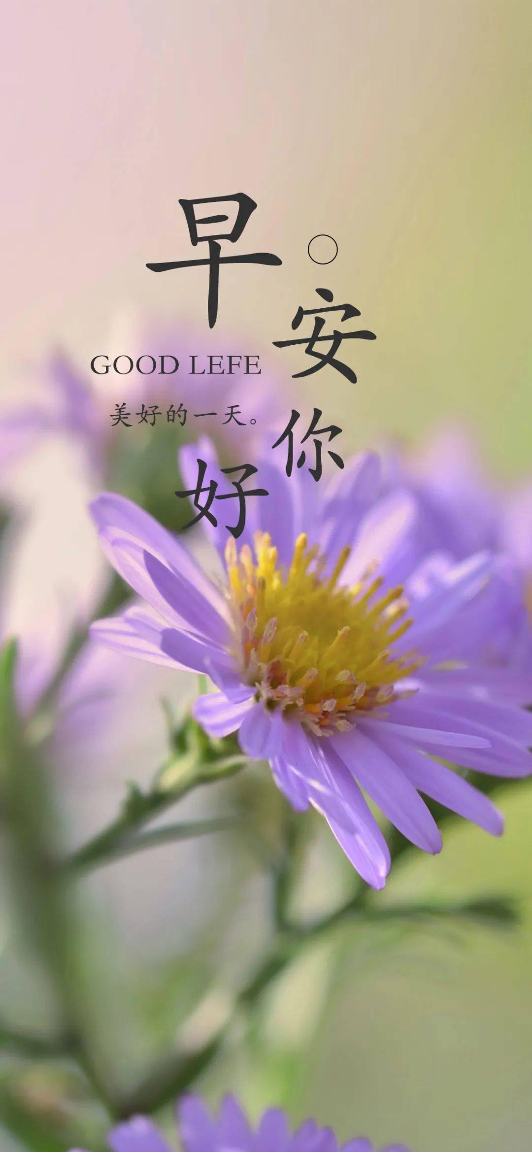 口袋壁纸app下载_口袋壁纸怎么设置动态壁纸_口袋壁纸