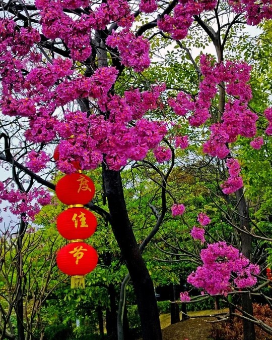 花牌怎么打_花牌情缘_花牌