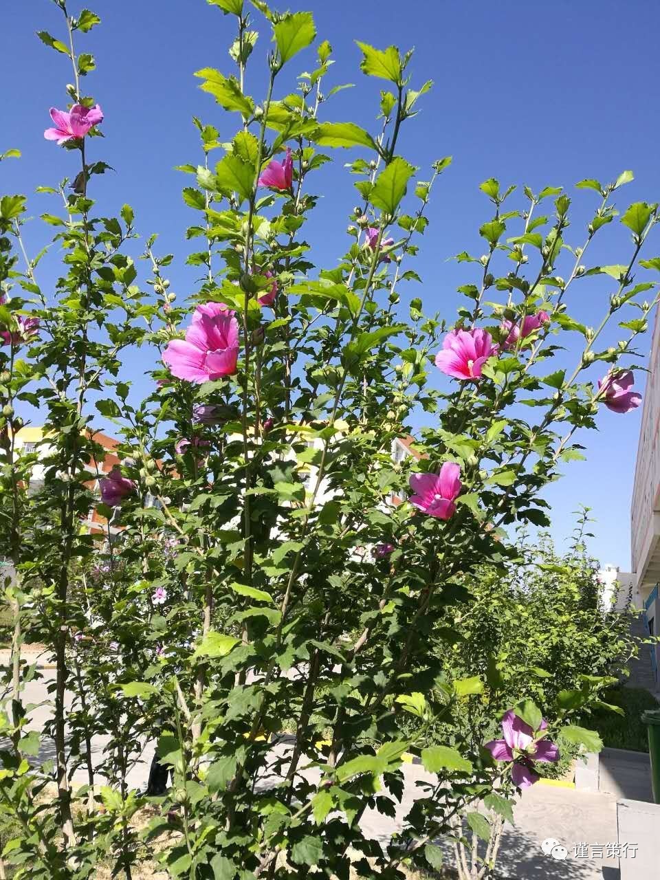 花牌情缘_花牌怎么打_花牌